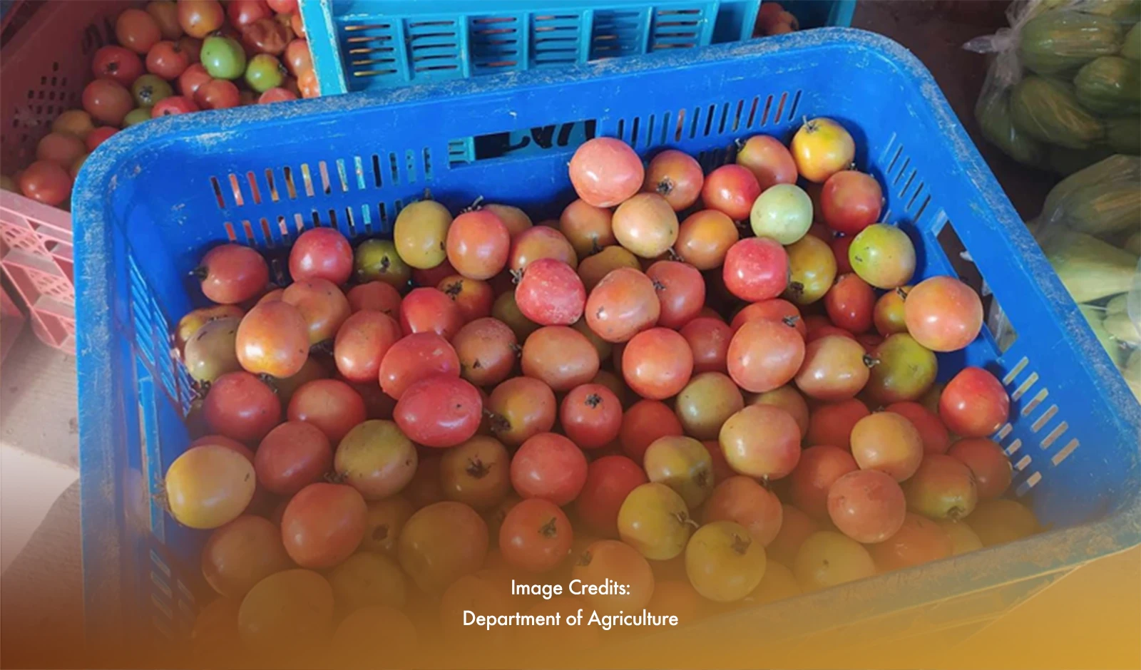 Ripe for Success: Cagayan Valley's Tomato Industry