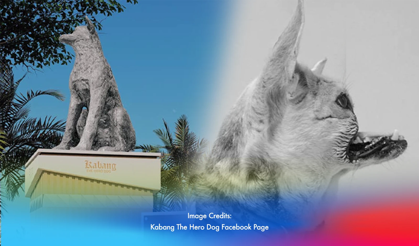 Kabang: A Pawsitive Tale of Heroism in Zamboanga City