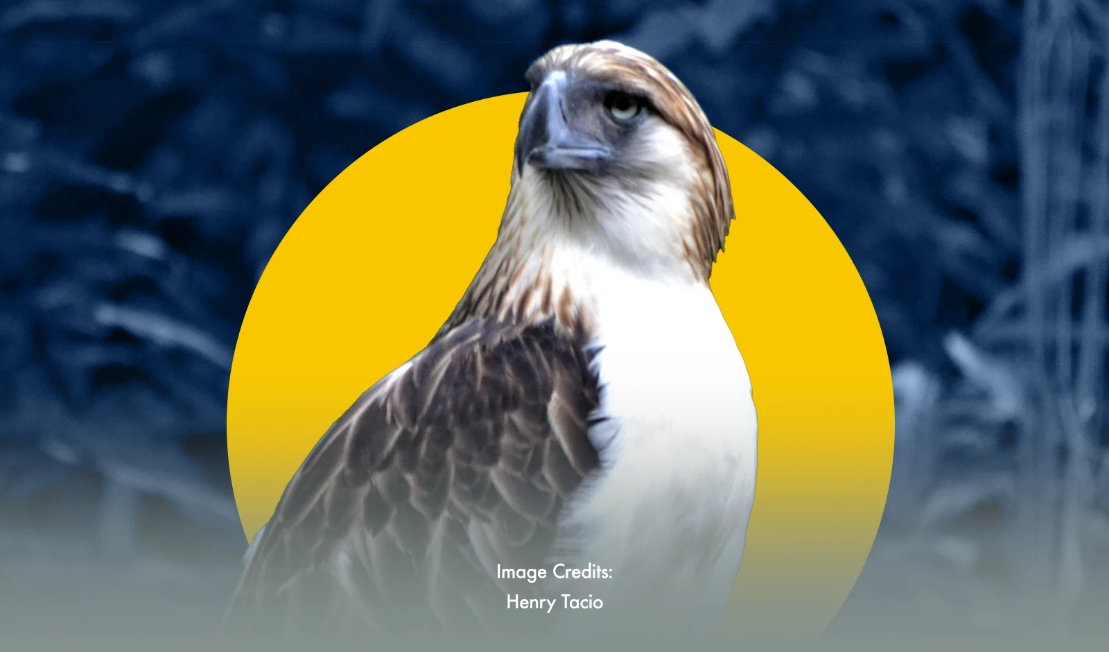 Rescued Eagles Soar: A Conservation Effort Takes Flight in Leyte