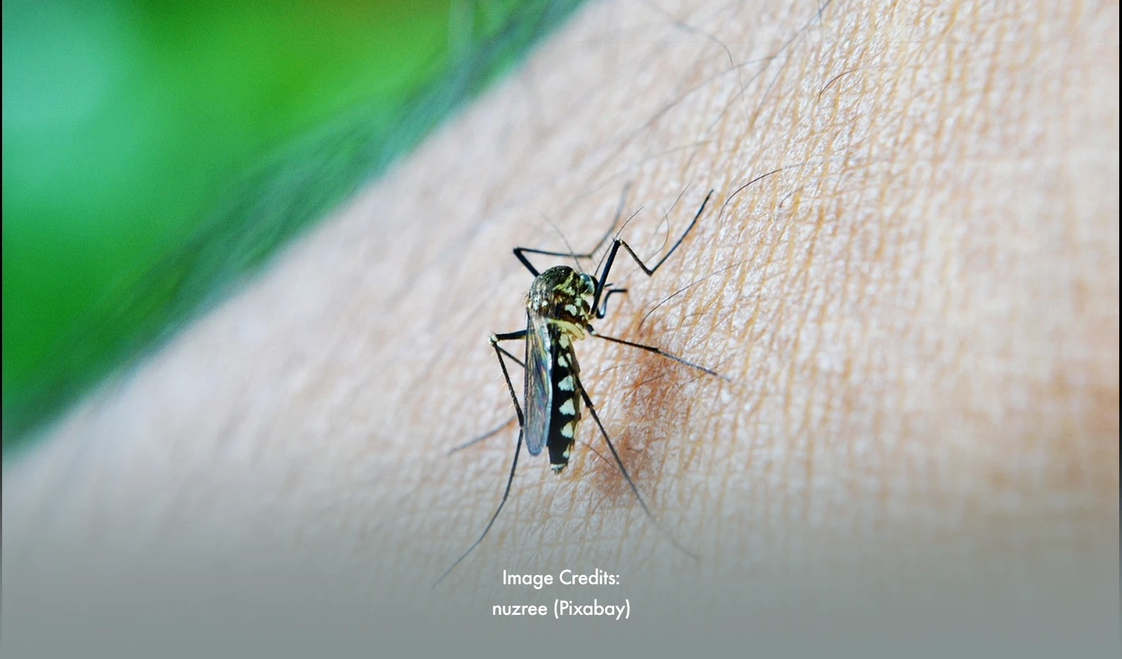 Eastern Visayas Grapples with Dengue Crisis: DOH Urges Hospital Action