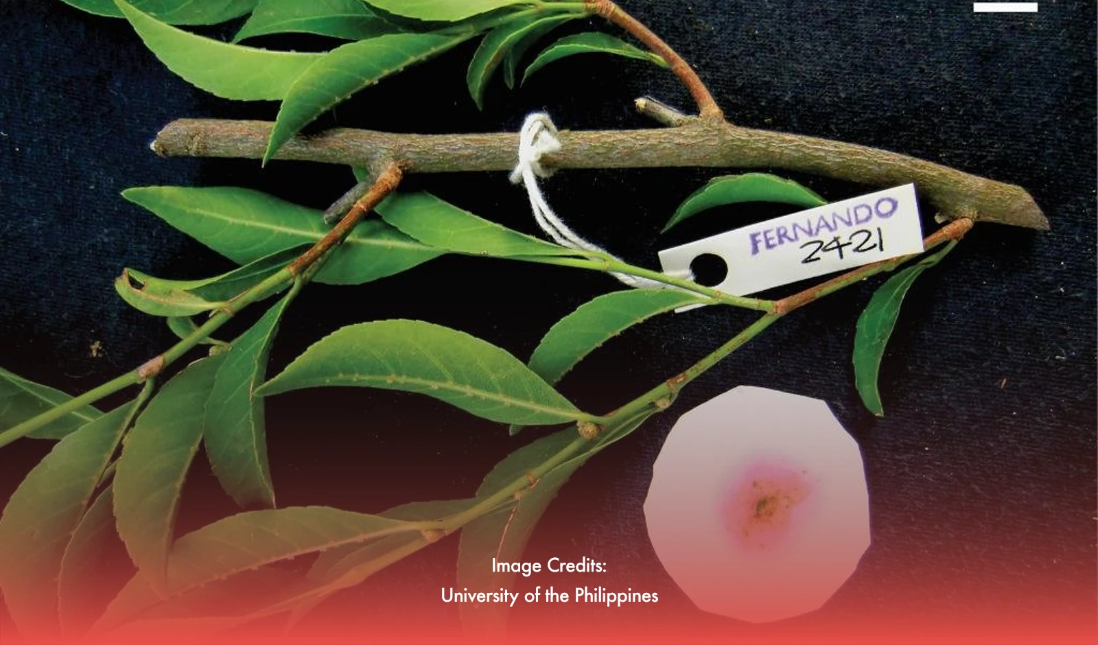 New Metal-Eating Plant That Reduce Soil Pollutants Discovered