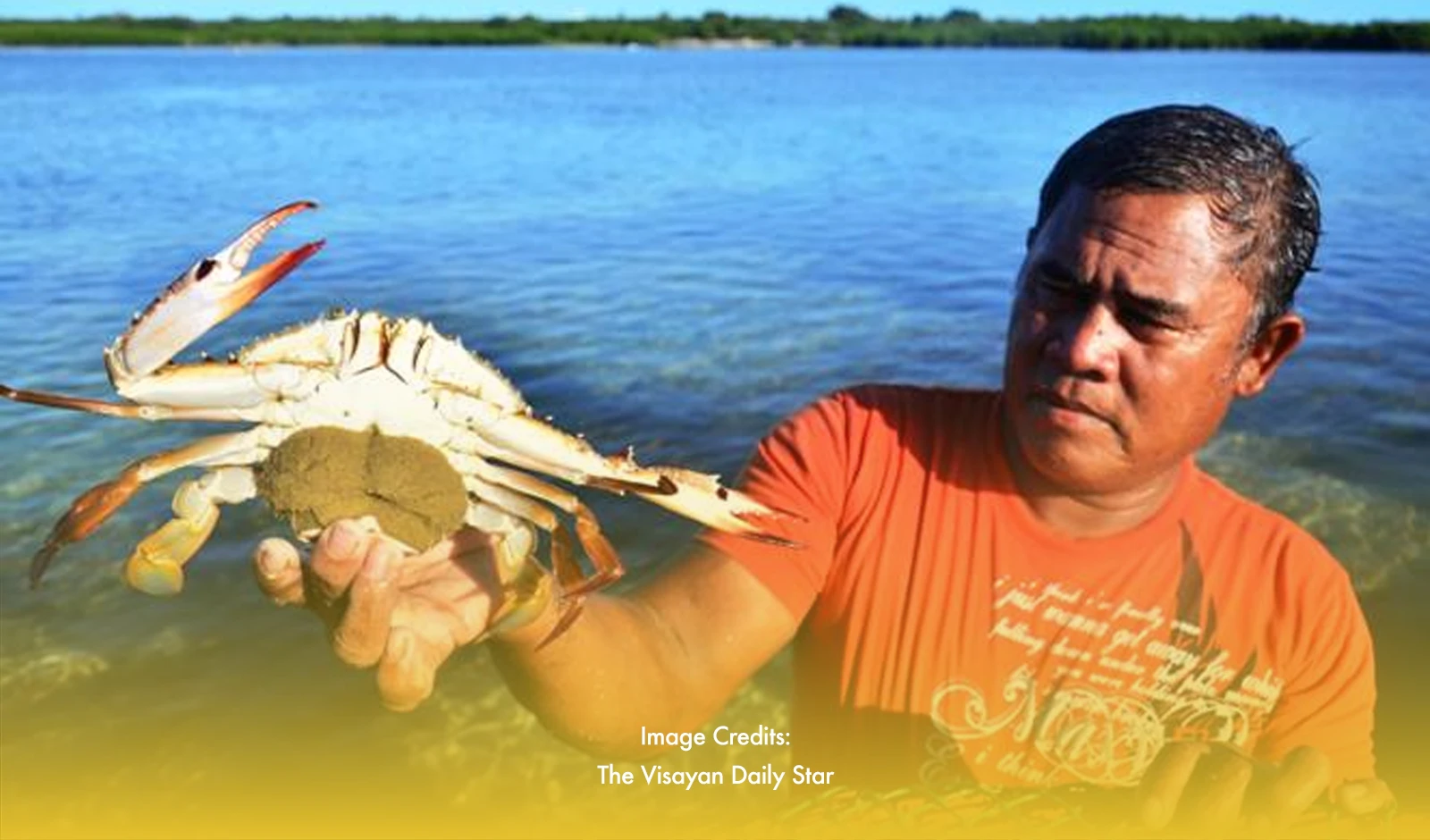 Negros Occidental Blue Crabs Production Get Boost From Public-Private Partnership