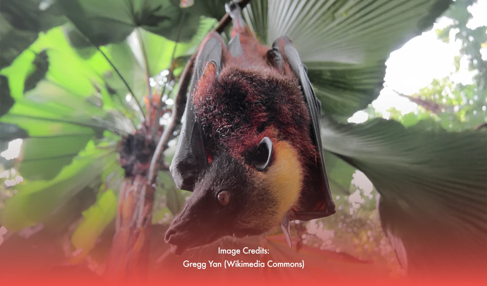 PH's Silent Giant: Meet The Biggest Bat Ever