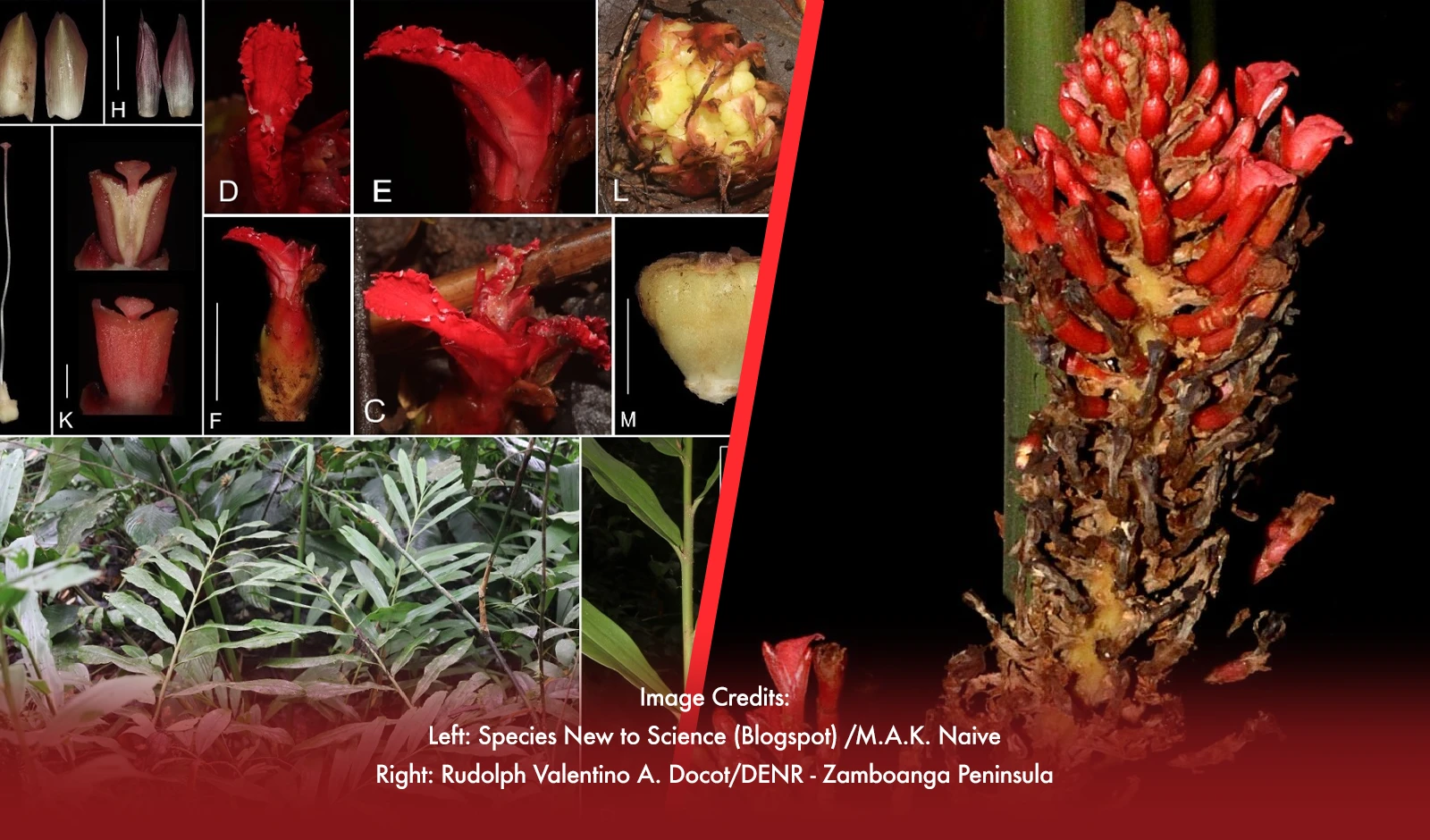 New Ginger Species Discovered In Mindanao: A Unique Find For PH Biodiversity