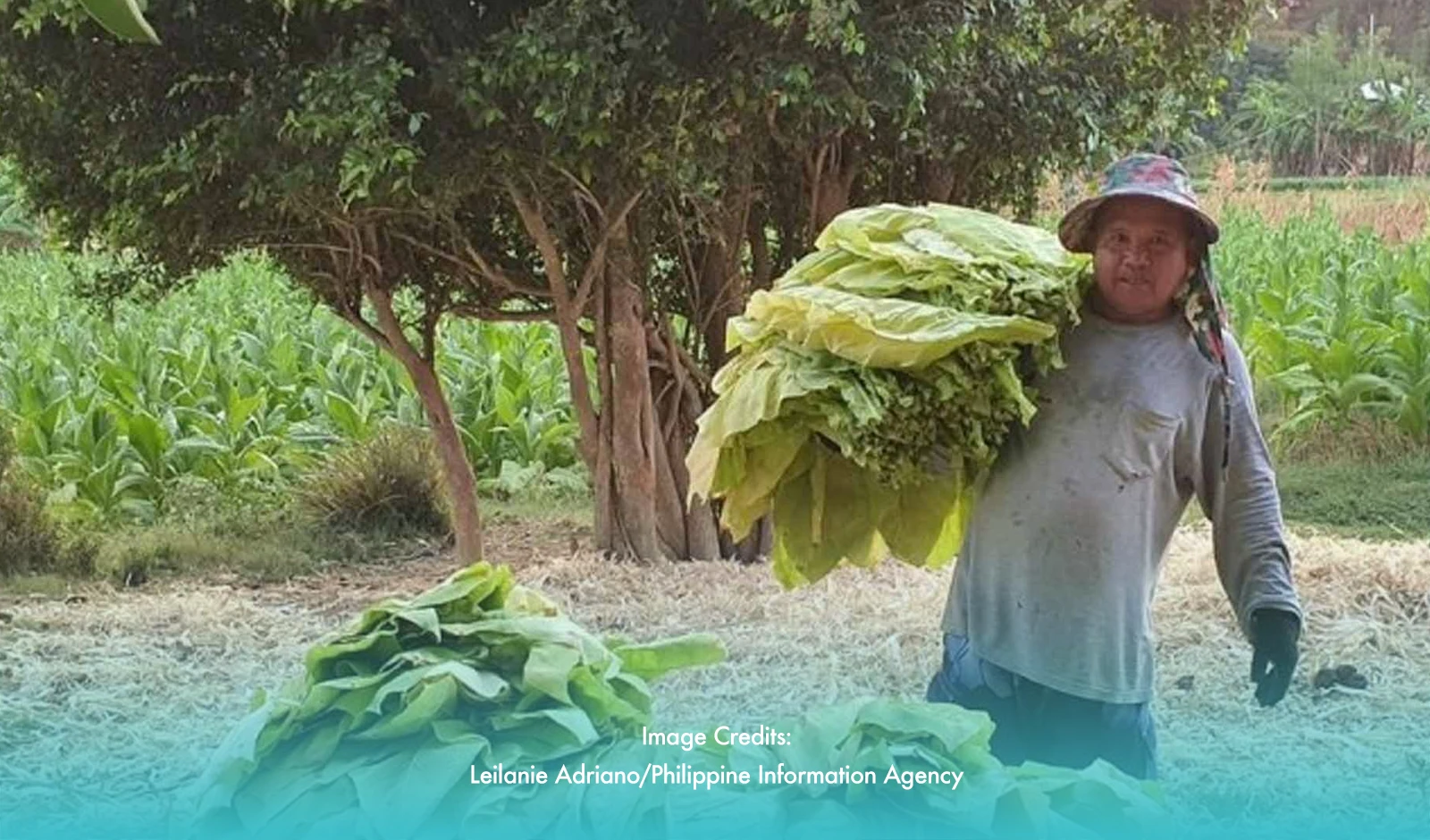 Ilocos Norte Town Receives P33.7M Aid From Tobacco Tax