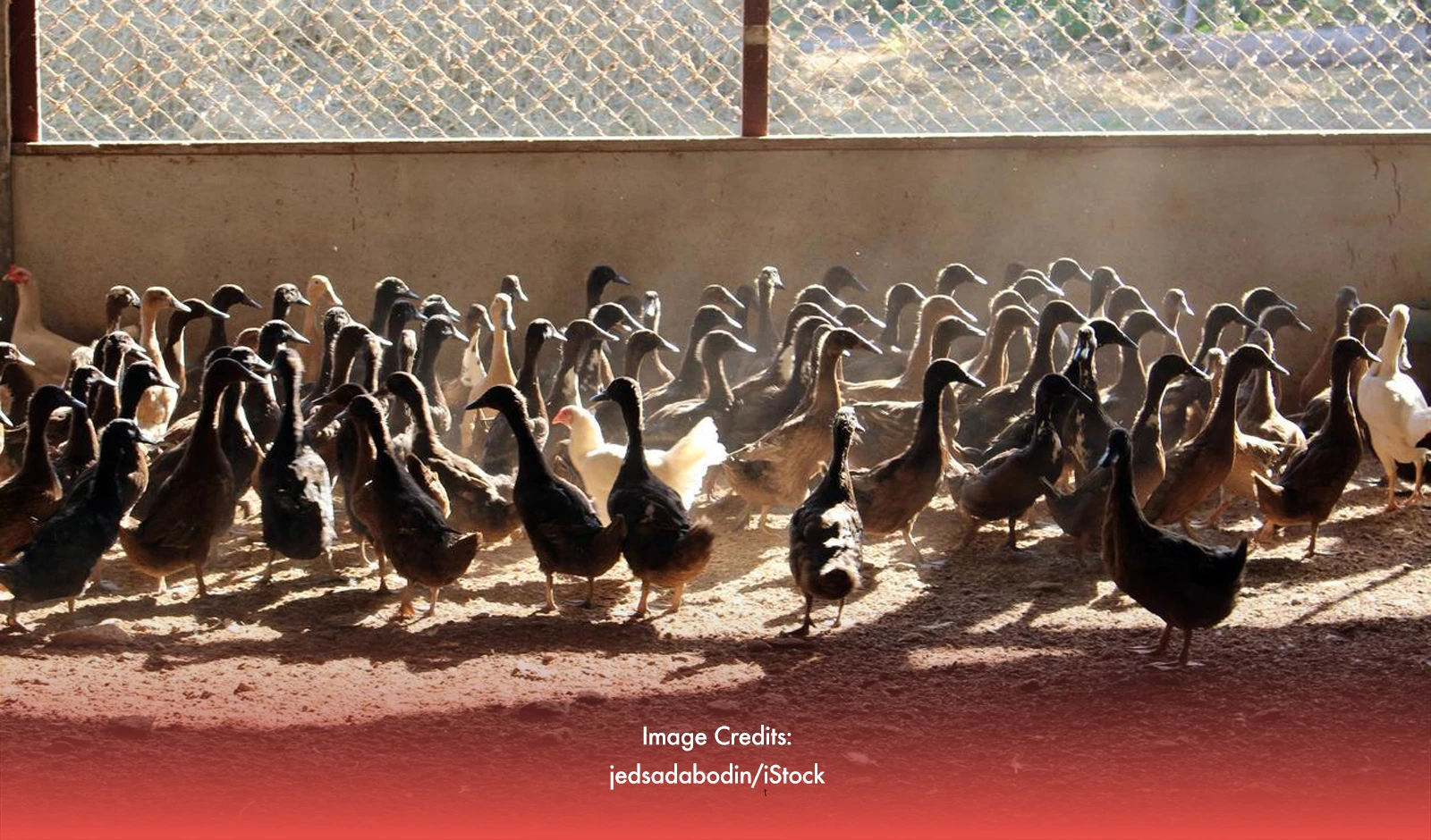 PH Confirms First Outbreak Of Highly Pathogenic H5N9 In Ducks