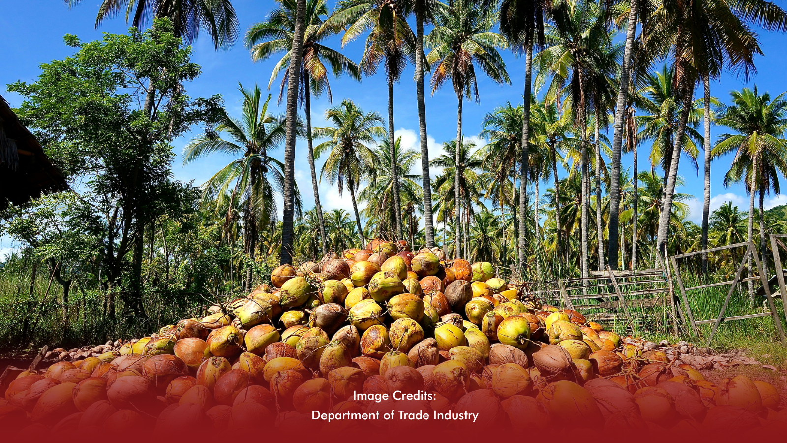 Coconut Still King In Mindanao Agriculture