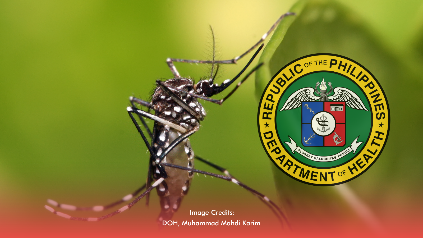DOH Eyes Wolbachia, Vaccine To Curb Dengue Deaths By 2030