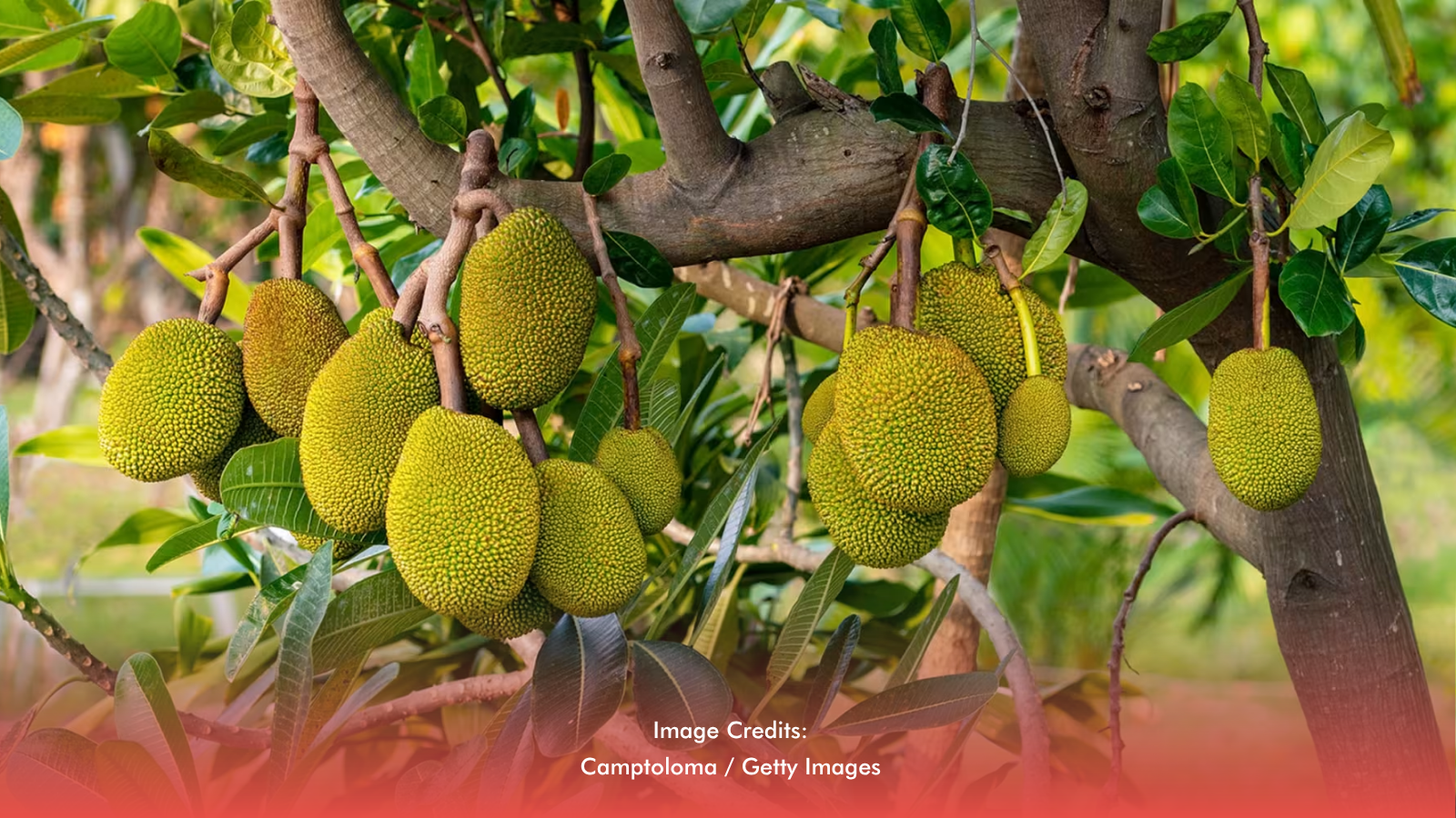 World’s Sweetest Jackfruit Finds New Home In Abuyog Processing Center