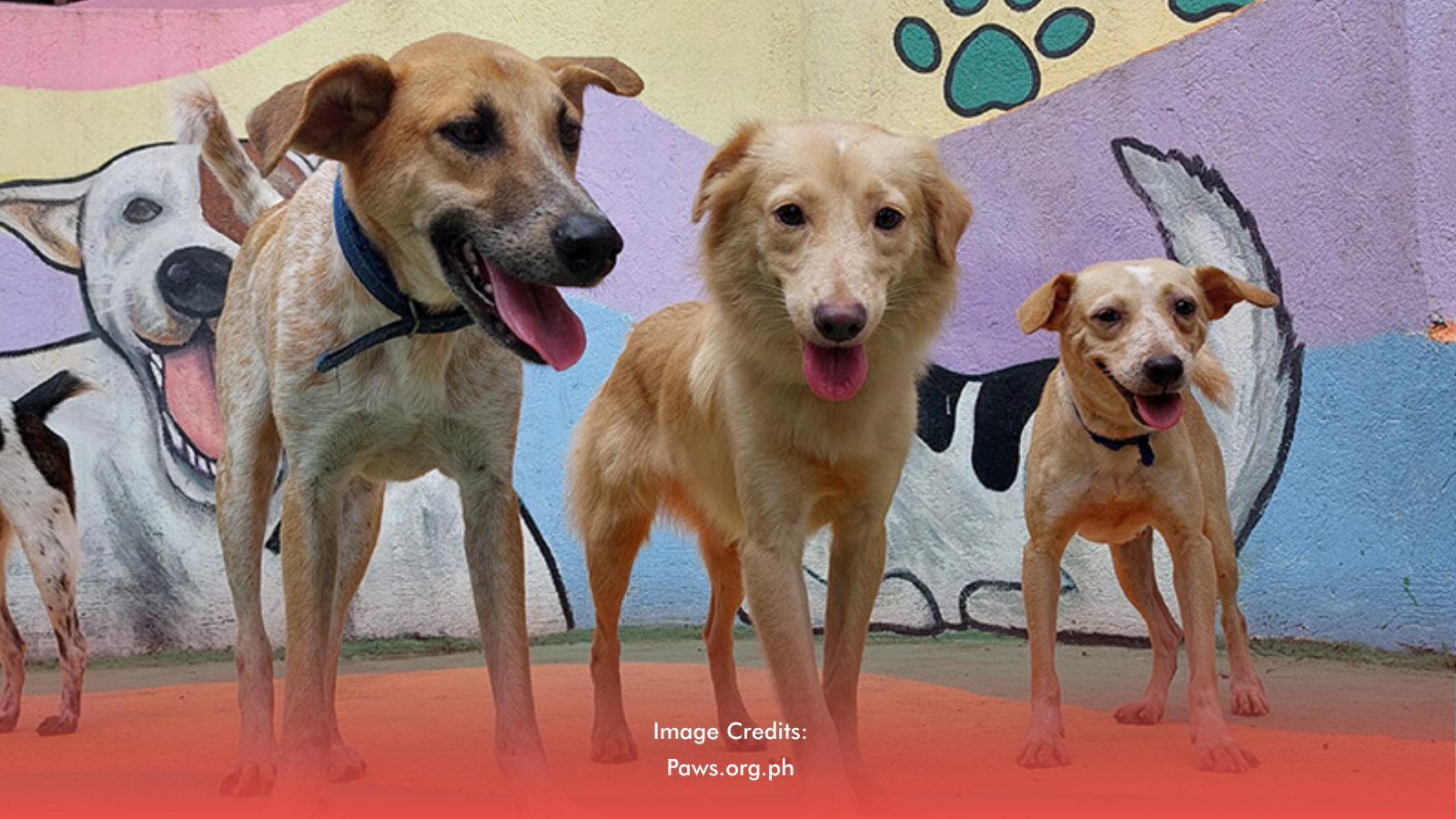 Accessible Animal Healthcare Proposed For All Cities And Towns