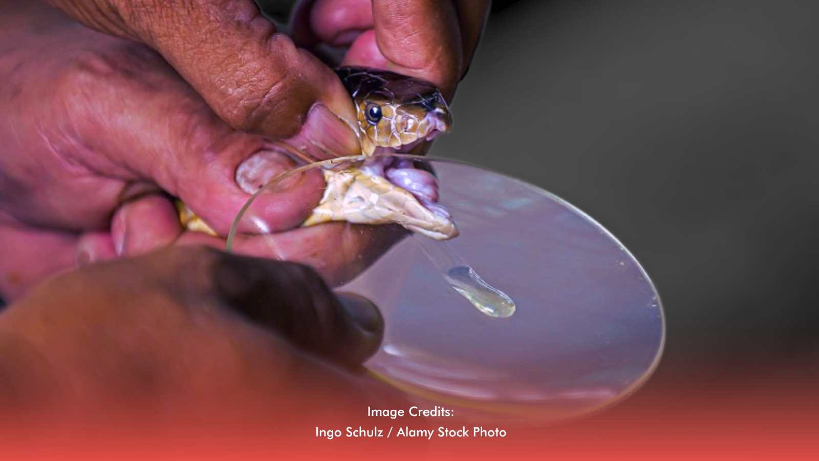 New AI-Engineered Antivenoms Show Up to 100% Survival In Tests