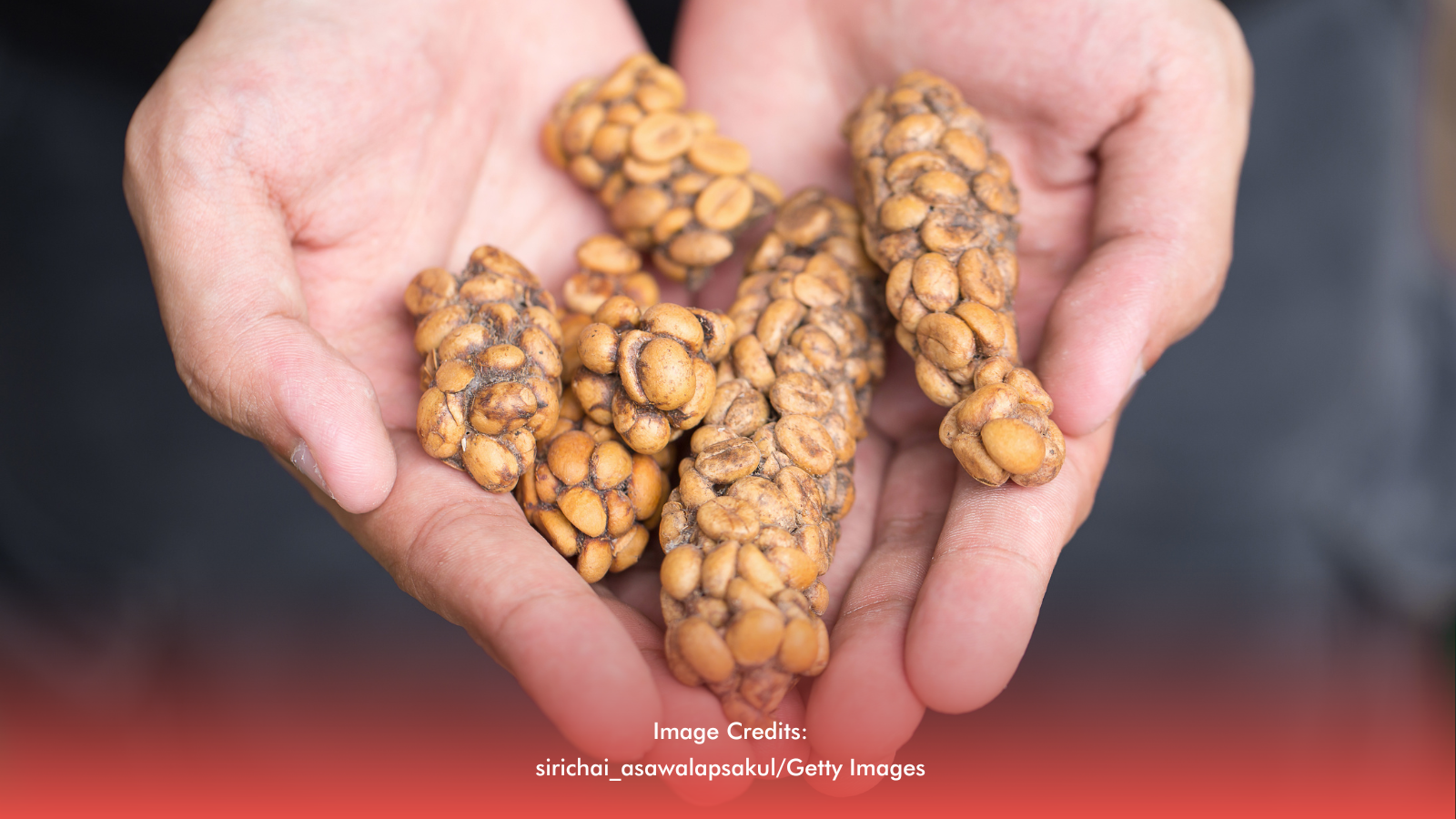 #KapeTayo: Kape Alamid (Civet Coffee)