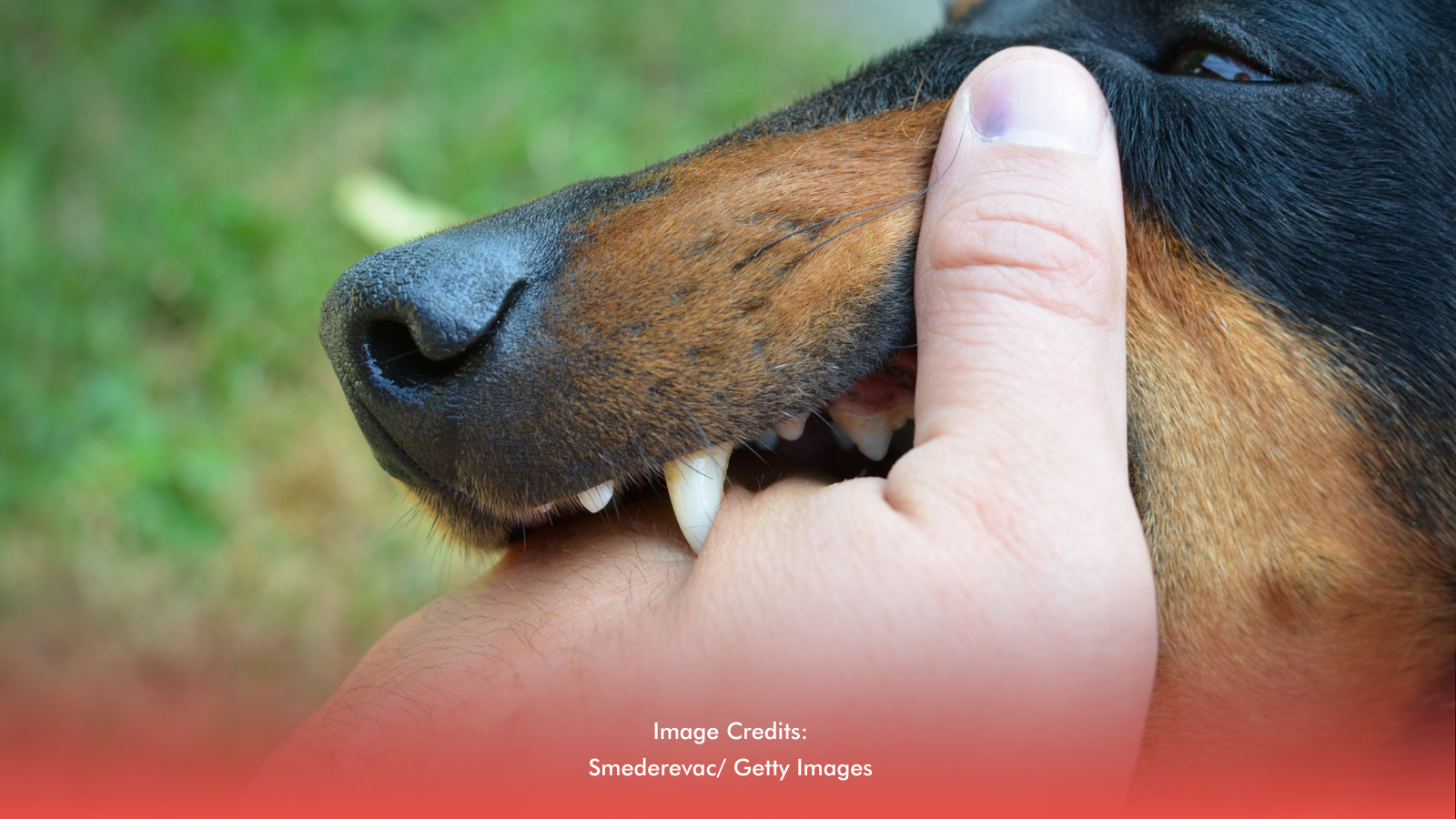 Iwas Rabies: Ano Ang Gagawin Kapag Nakagat (Rabies 101)?