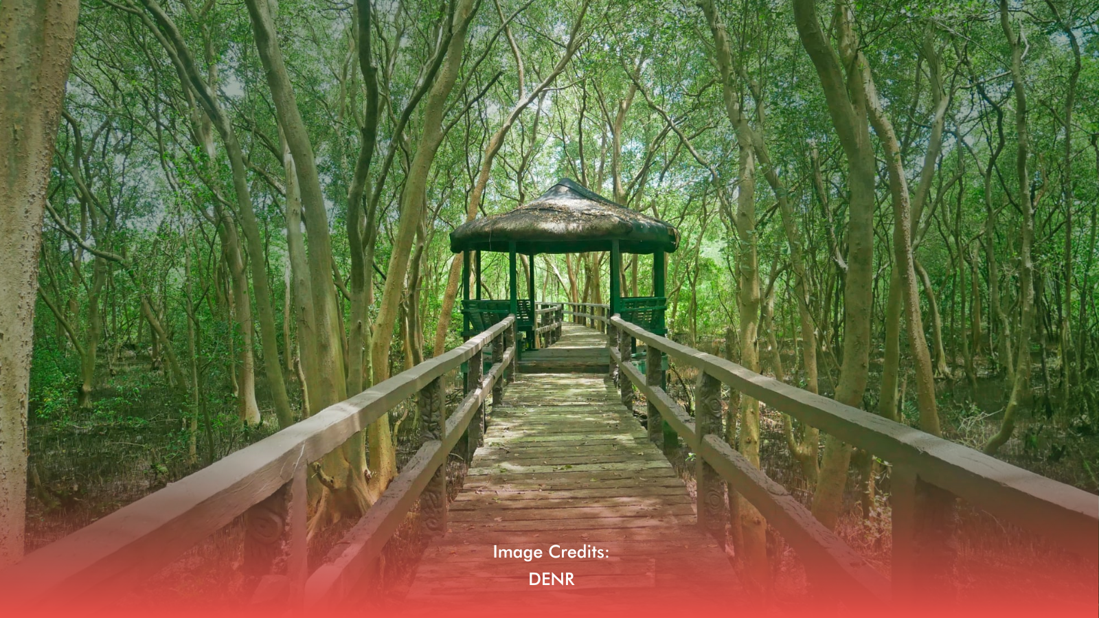 Wetlands vs. Waste: Nature’s Shield Amid Flood Control Scandal