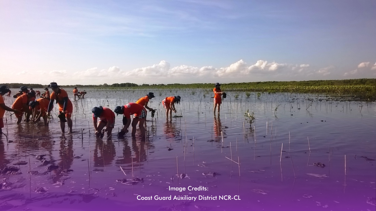 Planting Hope: PCG Leads Mangrove Restoration In Surigao Provinces